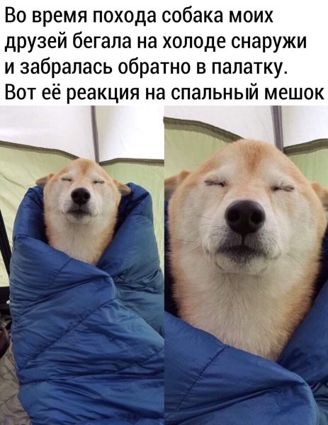Собака Мем