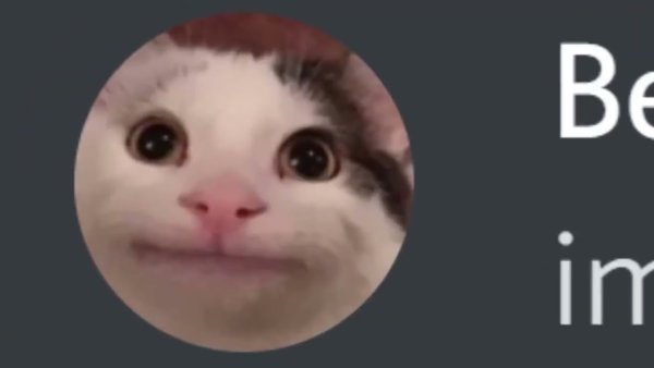 Белуга кот ава