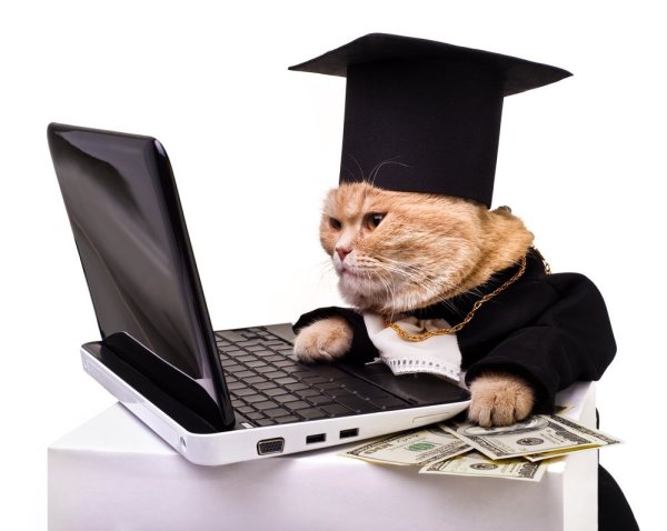 Деловой кот