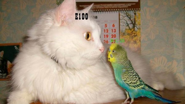 Кот с попугаем