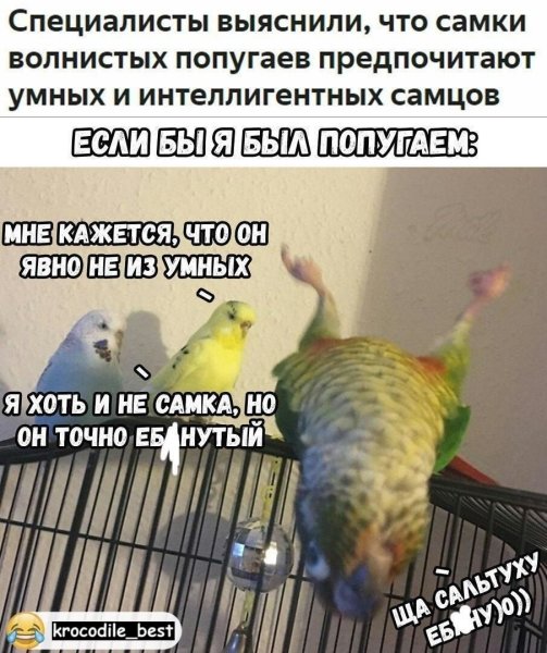 Папуги мемы