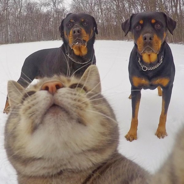 Кот и ротвейлеры селфи