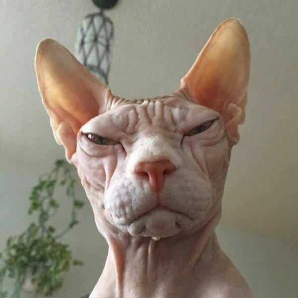 Сфинкс морда