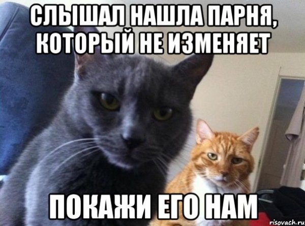Мемы с двумя котиками