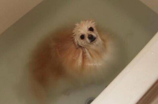 Мокрый шпиц