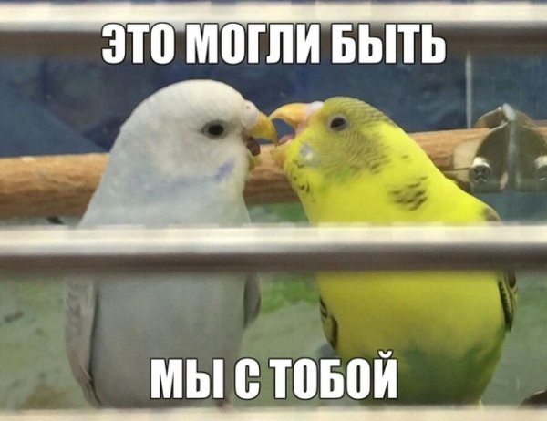 Милые мемы с попугаями