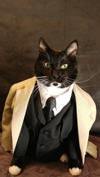 Котики в костюмчиках