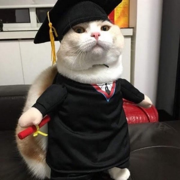 Котик в костюме