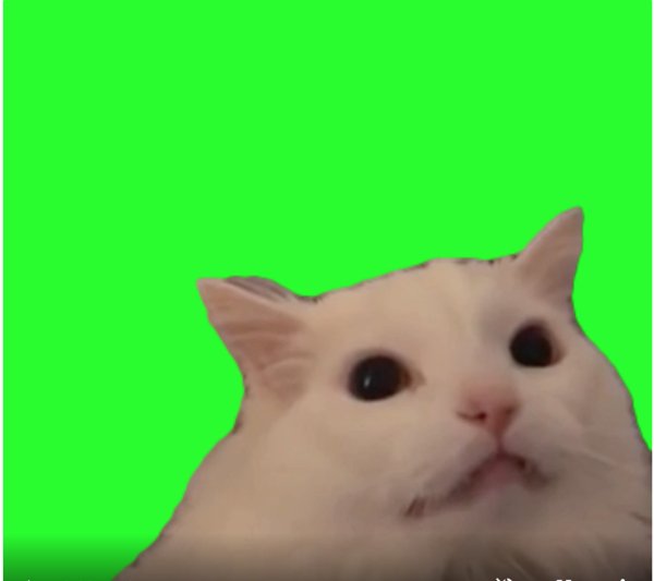 Котик Мем на зелёном фоне