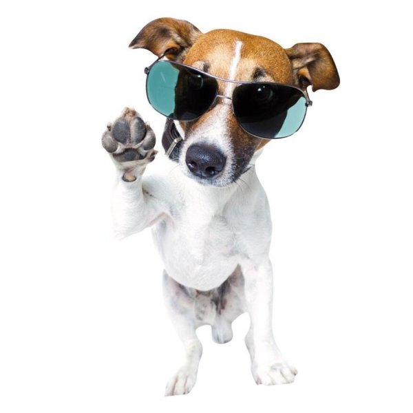 Джек Рассел Мем