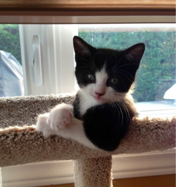 Кот задумался