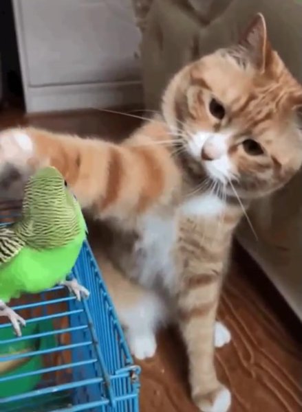 Рыжий кот и попугай