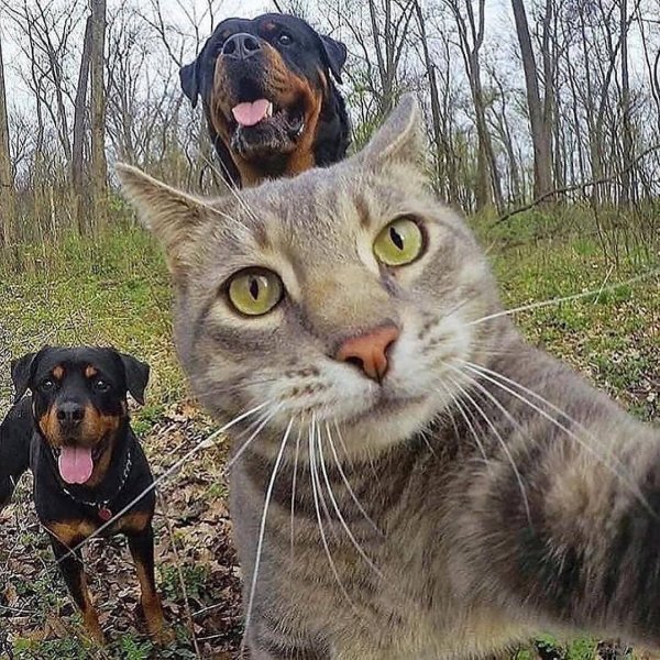 Кот селфи