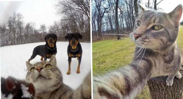 Селфи кота Мэнни