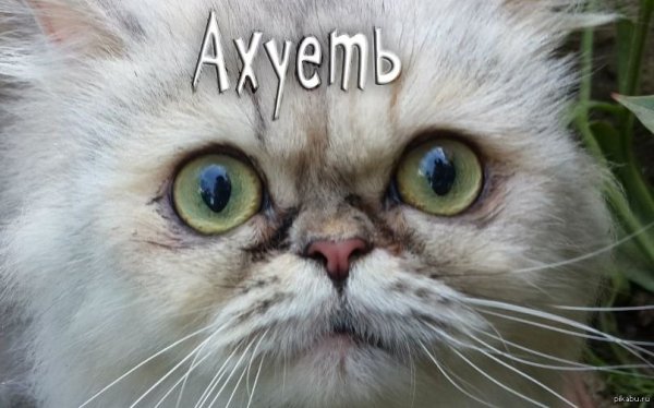 Ошарашенный взгляд кота