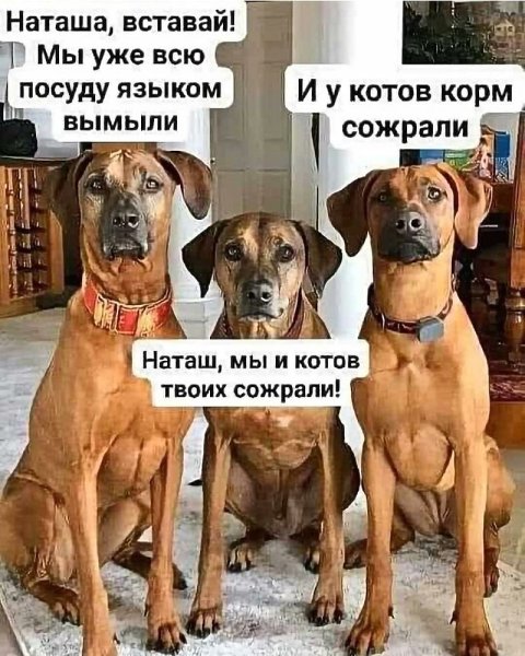 Юмор про собак