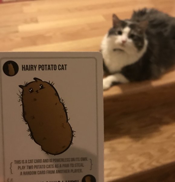 Кот картоха