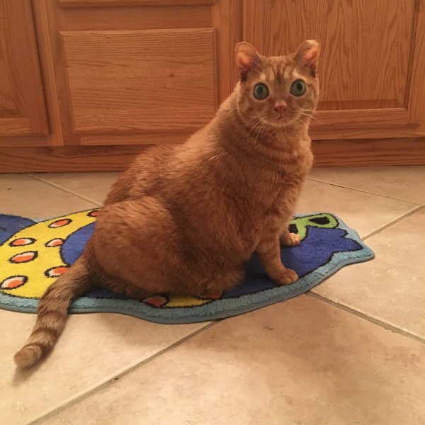 Кот по имени картошка