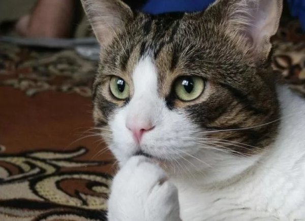 Заинтересованный кот