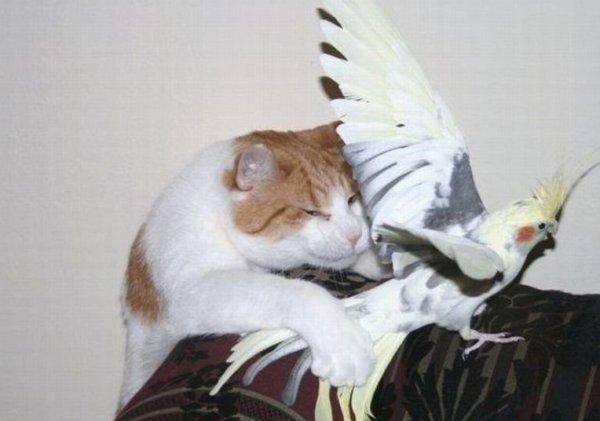 Кот с попугаем