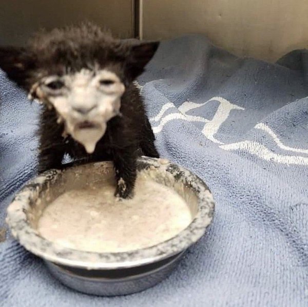 Кот в сметане