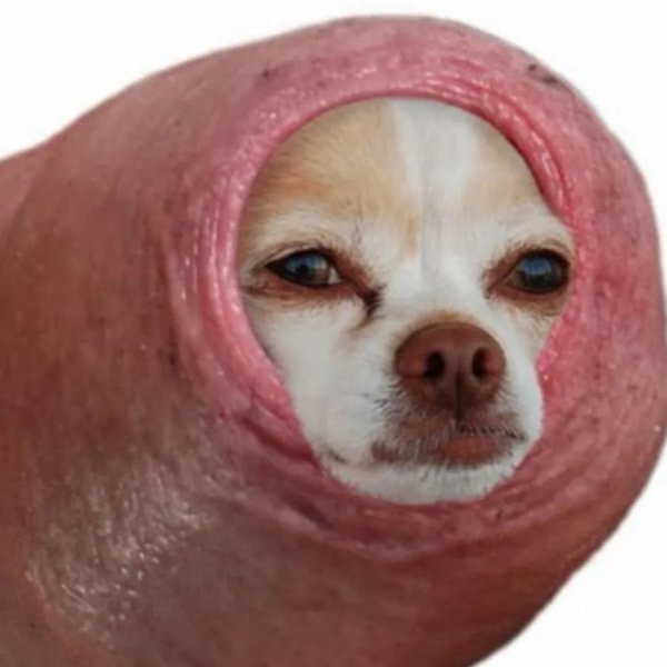 Собака в пушке