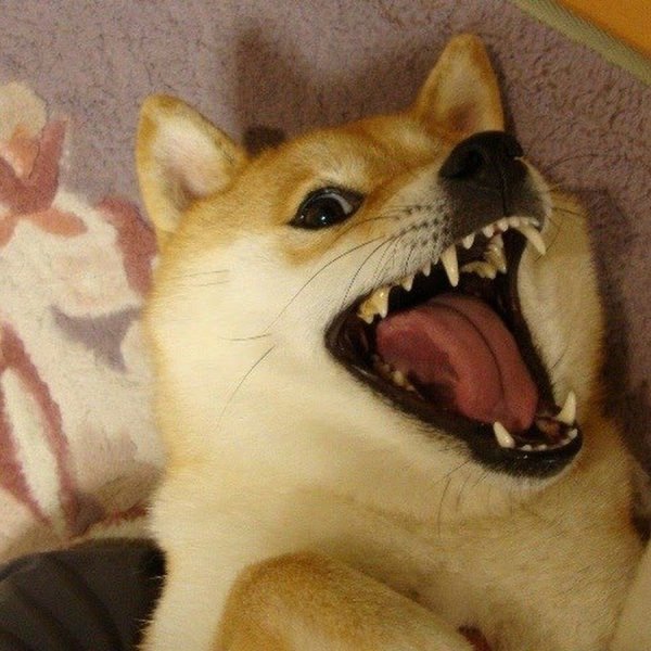 Ржущая собака