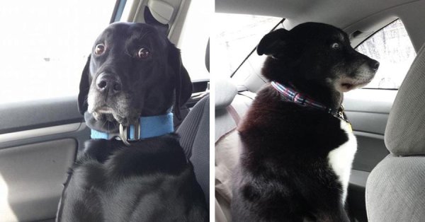 Неловкая собака