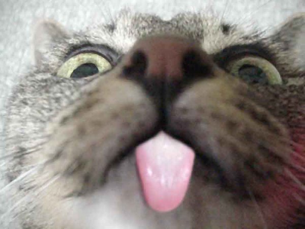 Котик лижет