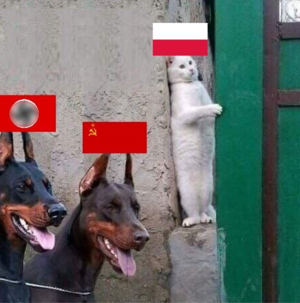 Кот прячется от собак