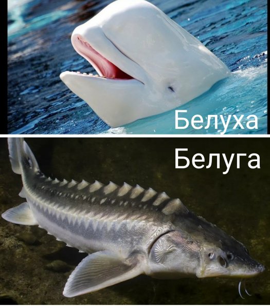 Белуга кот Мем