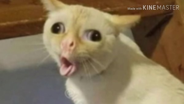 Кот с языком трубочкой