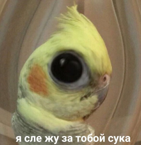 Упоротый попугай