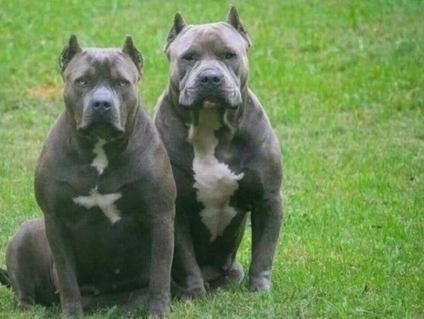 Приколы про питбулей