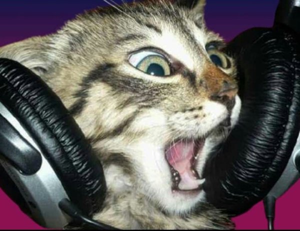 Кот в наушниках