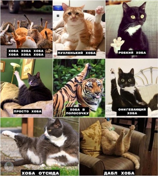 Мемы с котами хоба