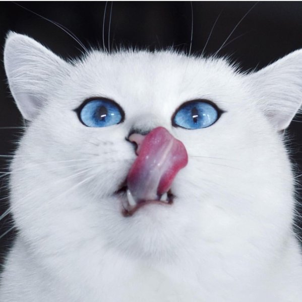 Смешной белый кот