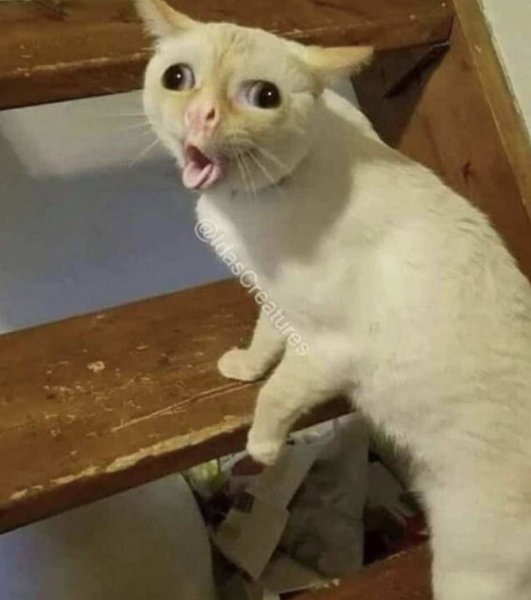 Мем ъеъ с котом