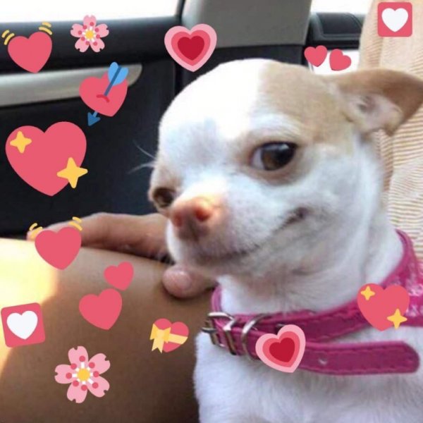 Чихуахуа Бонита