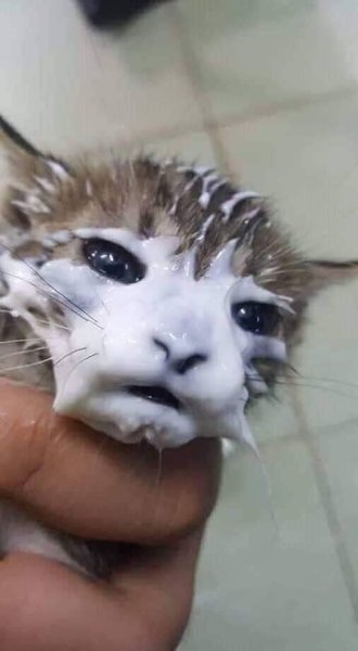 Котенок испачкался