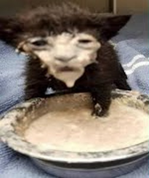 Кот в сметане Мем