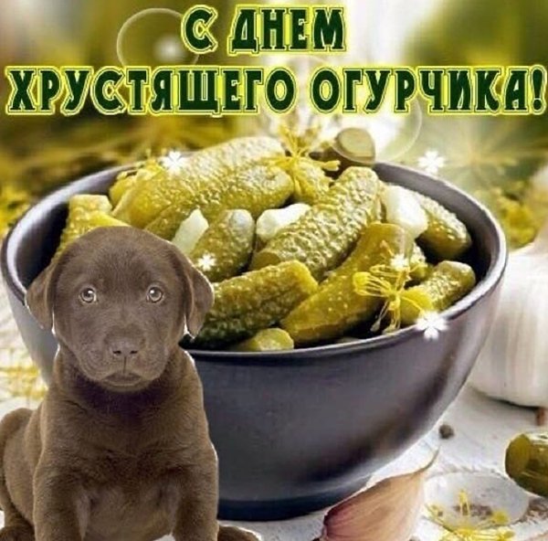 С днем соленого огурца