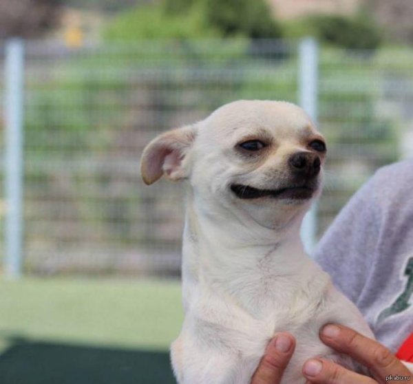 Чихуахуа подозревака