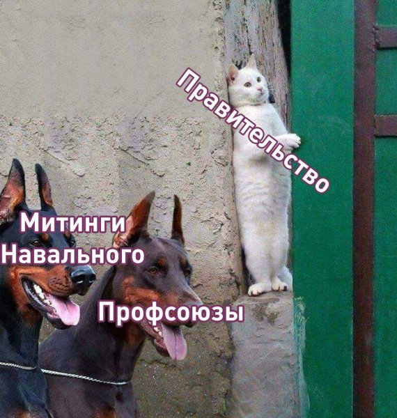 Два добермана и кот за углом