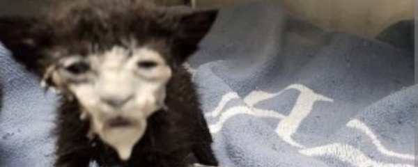 Кот с измазанной мордой Мем