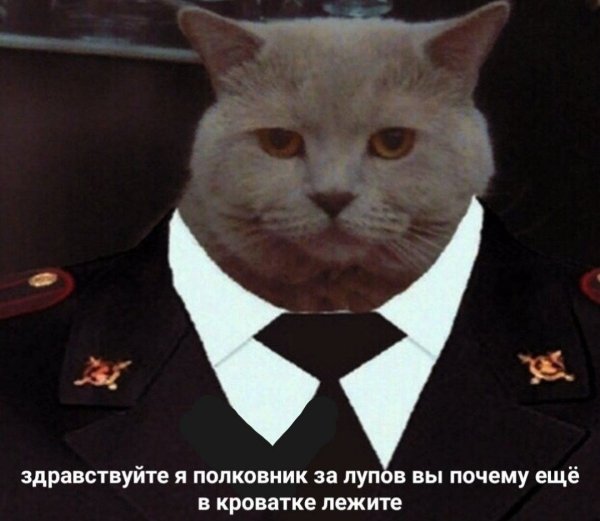 Кот в пиджаке