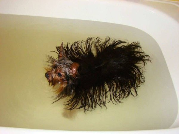 Йоркширский терьер в ванной