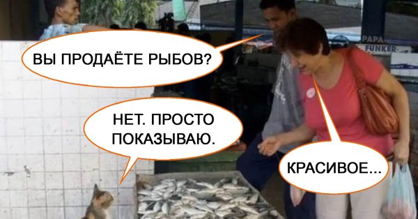 Коты и рыба Мем