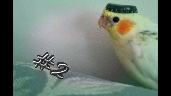 Мемы с попугайчиками