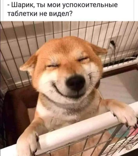 Собака улыбака сиба